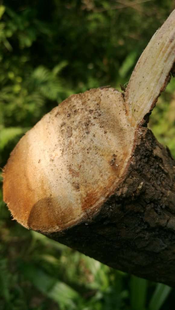 老三角梅下山桩枝干能扦插活吗 图片