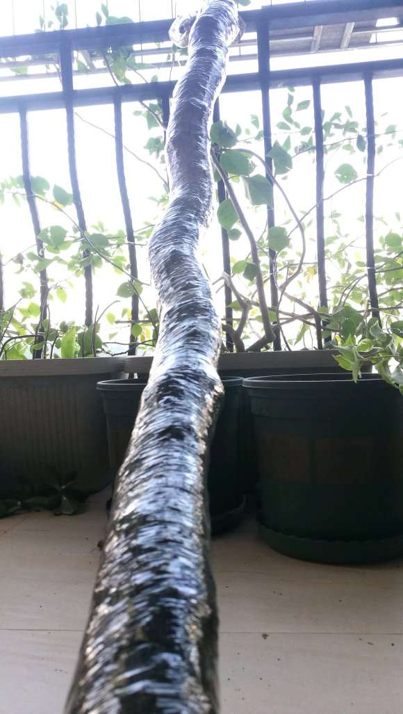 老三角梅下山桩枝干能扦插活吗 图片