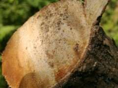 老三角梅下山桩枝干能扦插活吗 图片