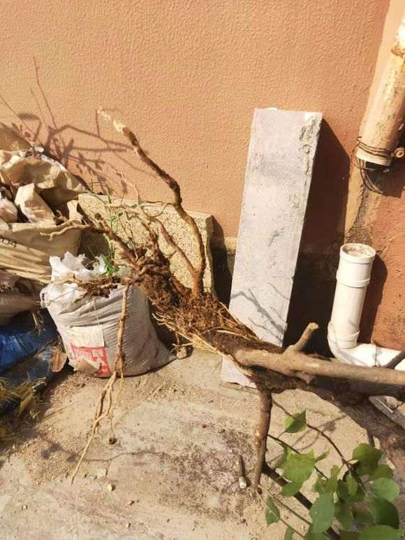 移栽三角梅下山桩弄成这样 还能活吗