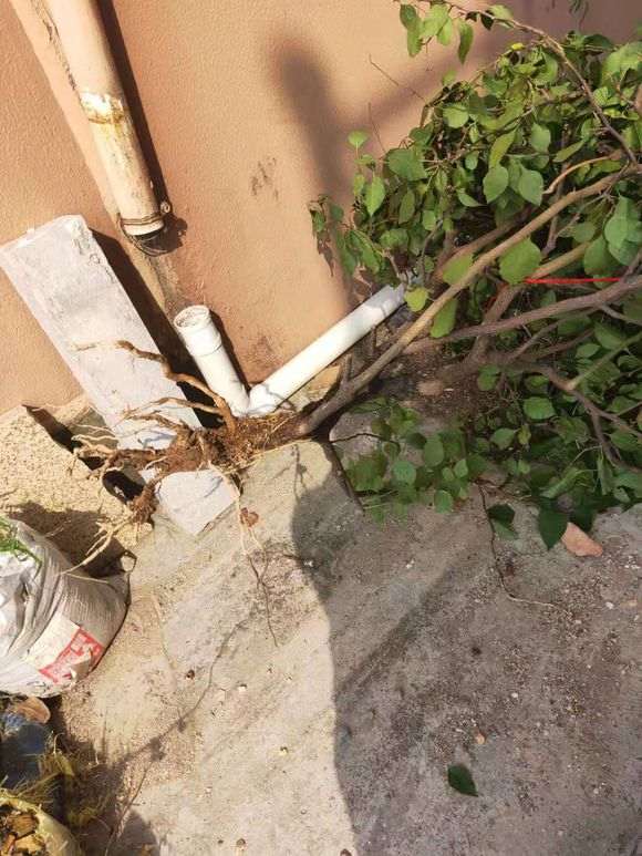 移栽三角梅下山桩弄成这样 还能活吗