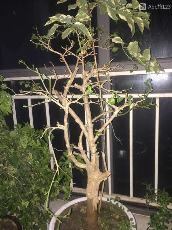 三角梅下山桩怎么摘叶重杀的方法 图片