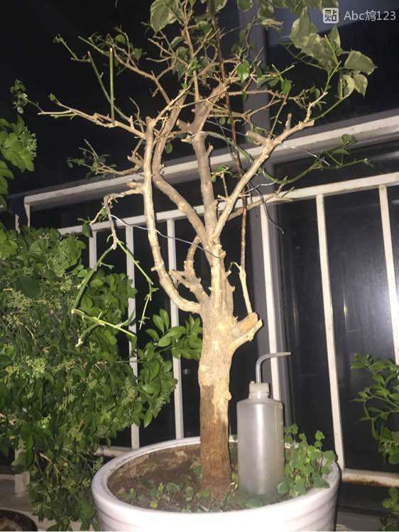 三角梅下山桩怎么摘叶重杀的方法 图片