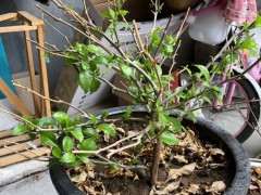 你们的三角梅下山桩发芽了吗 图片