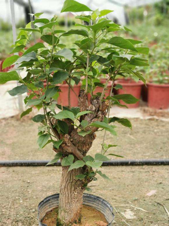 绿樱三角梅下山桩 160元 怎么样 图片