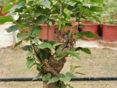 绿樱三角梅下山桩 160元 可以吗 图片