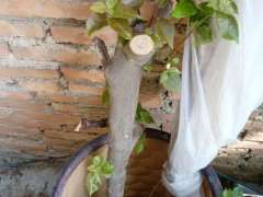 三角梅下山桩怎么套袋成活的方法 图片