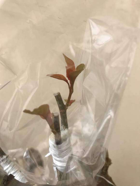 三角梅下山桩扦插与嫁接 哪个容易 图片
