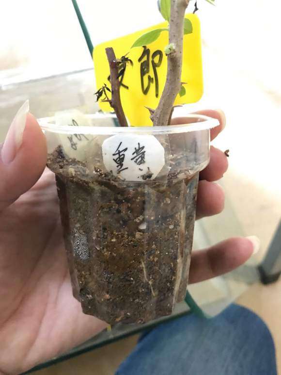 三角梅下山桩扦插与嫁接 哪个容易 图片