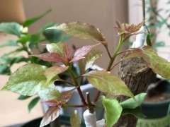 三角梅下山桩扦插与嫁接 哪个容易 图片