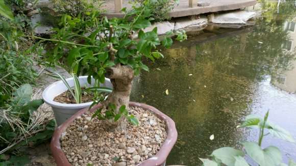 三角梅下山桩怎么修剪