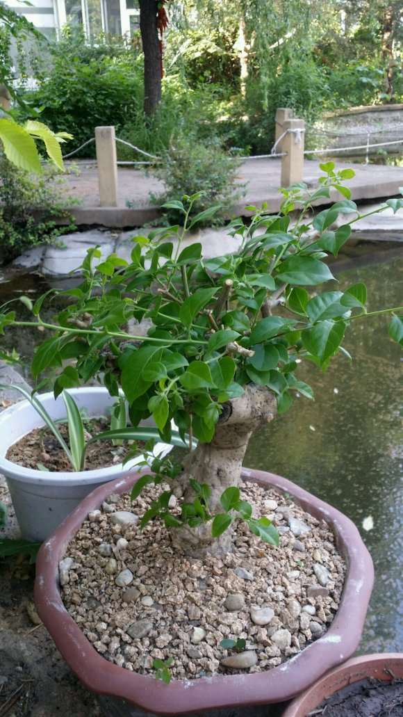 三角梅下山桩修剪