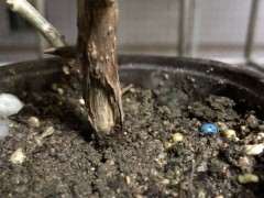 刚买的三角梅下山桩 这是什么问题 图片