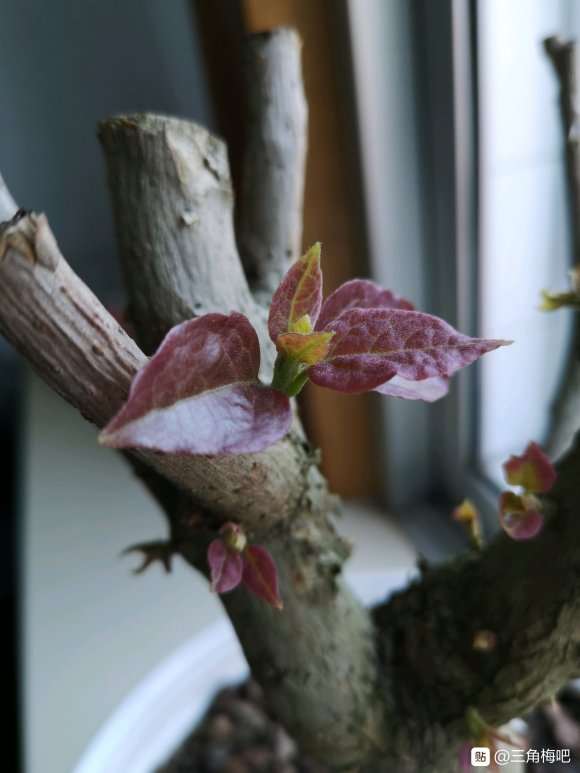 三角梅下山桩新叶