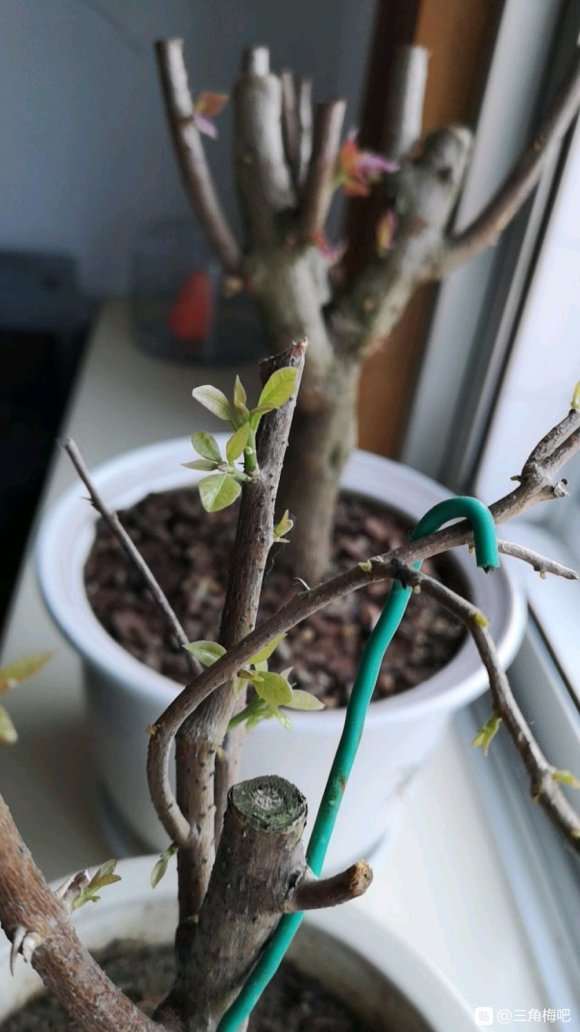 三角梅下山桩新叶