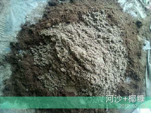 图解 三角梅下山桩的粗杆怎么套袋扦插