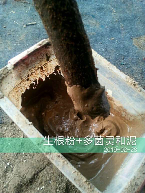 图解 三角梅下山桩的粗杆怎么套袋扦插