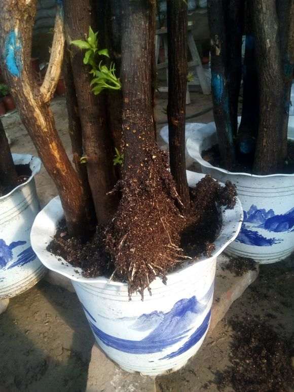 图解 三角梅下山桩的粗杆怎么套袋扦插