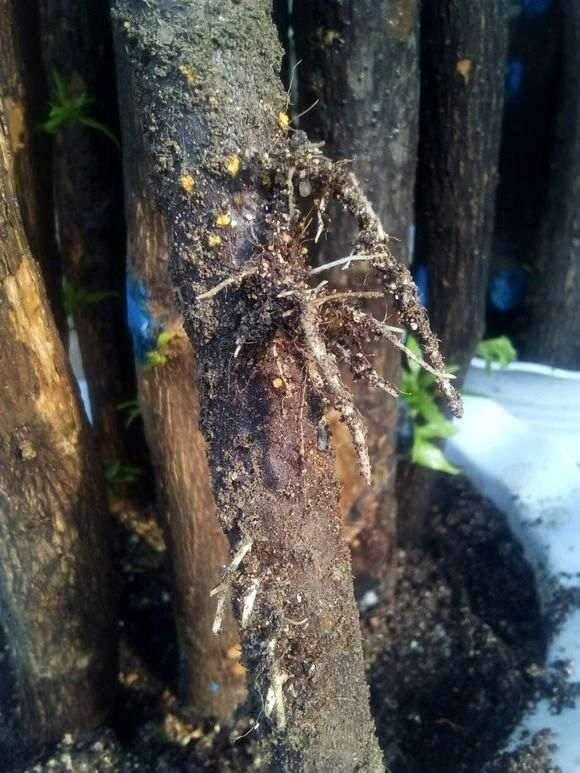 三角梅下山桩移栽