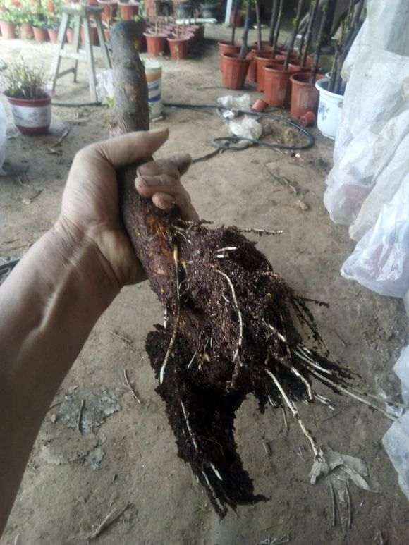 三角梅下山桩移栽