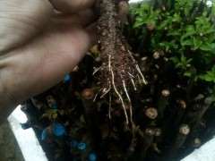 粗杆三角梅下山桩可以扦插吗 图片