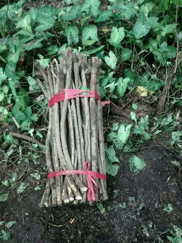 三角梅下山桩栽植