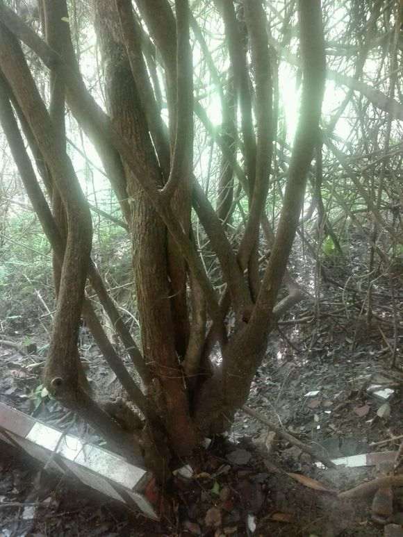 三角梅下山桩栽植