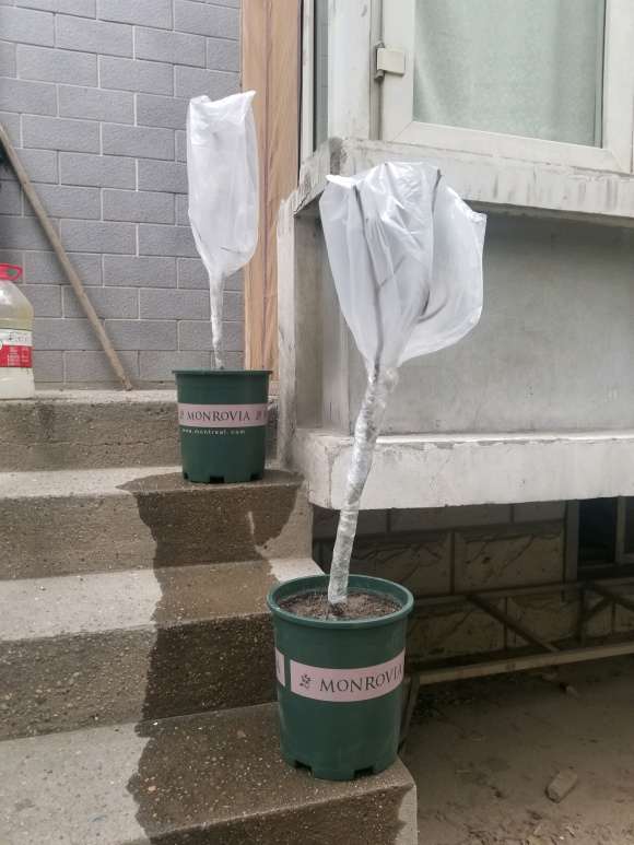 三角梅下山桩扦插