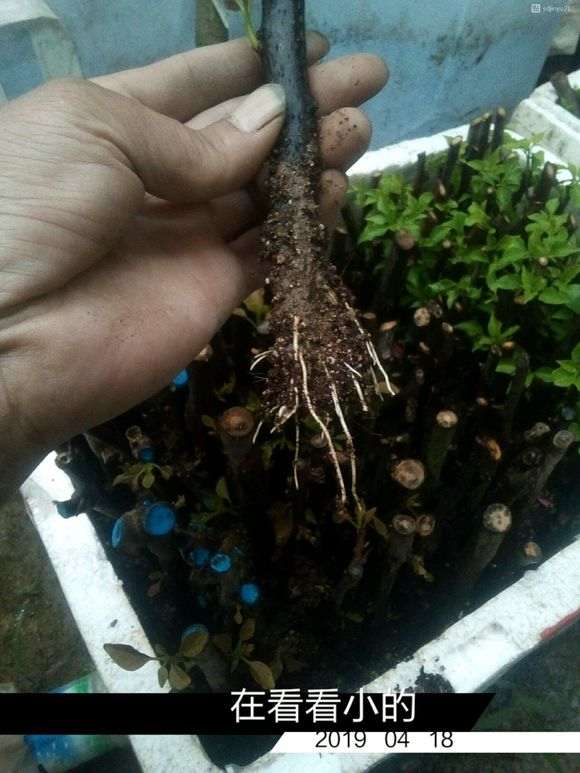 三角梅下山桩扦插