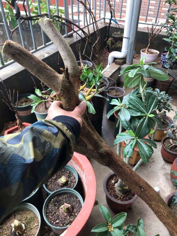 三角梅下山桩河沙