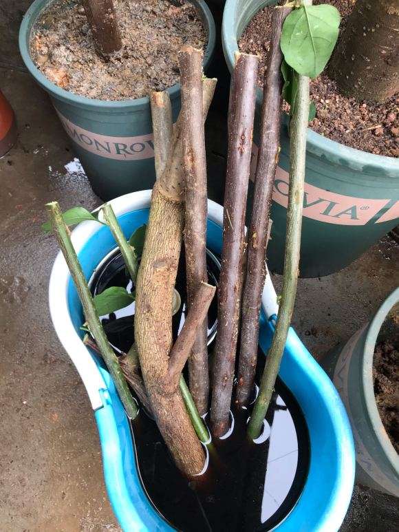 三角梅下山桩河沙