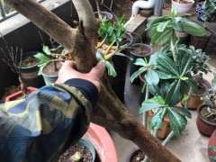 三角梅下山桩园土和河沙比例多少最好