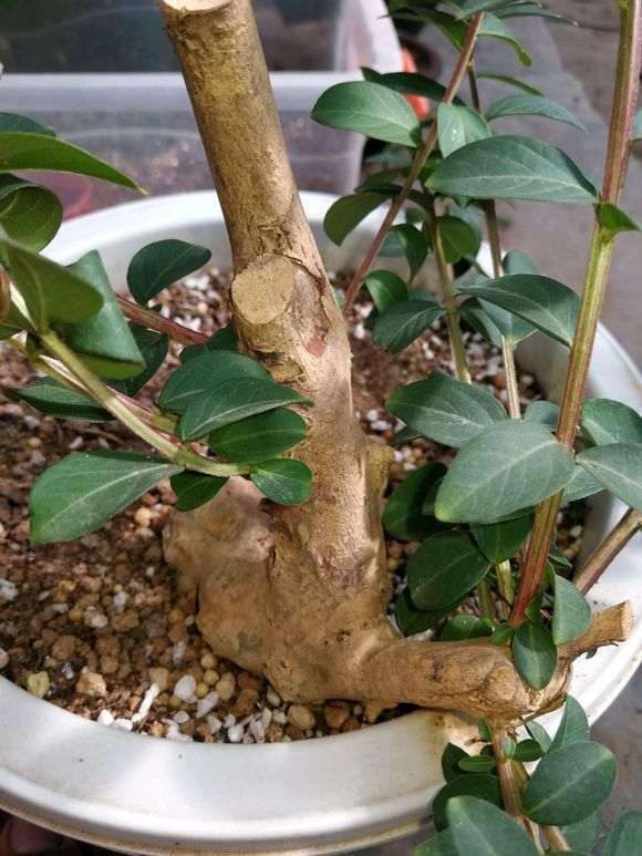 紫薇下山桩用什么土最好 河沙可以吗