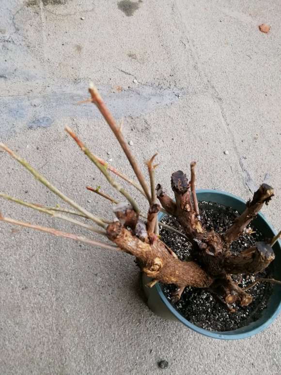 三角梅下山桩套袋 