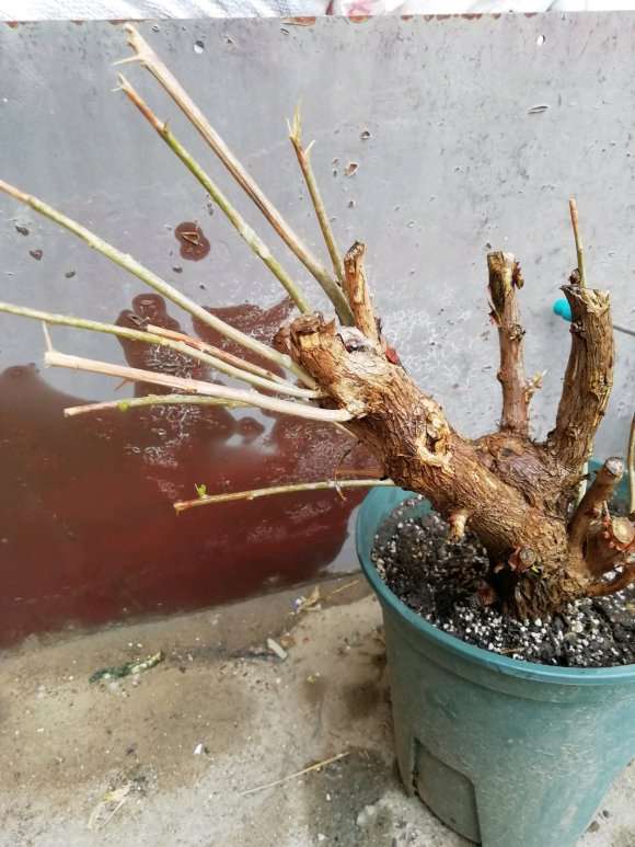 内蒙古三角梅下山桩不套袋 发芽了