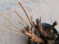 内蒙古三角梅下山桩不套袋 发芽了