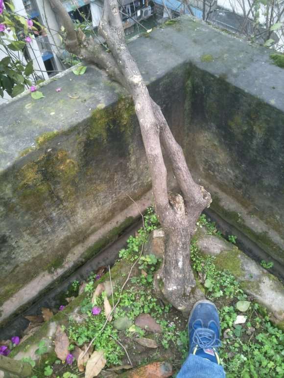 三角梅下山桩高压