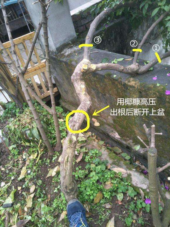 三角梅下山桩怎么高压保证成活率 图片