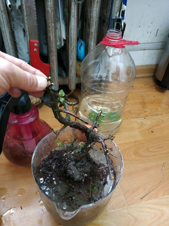 三角梅下山桩浇水