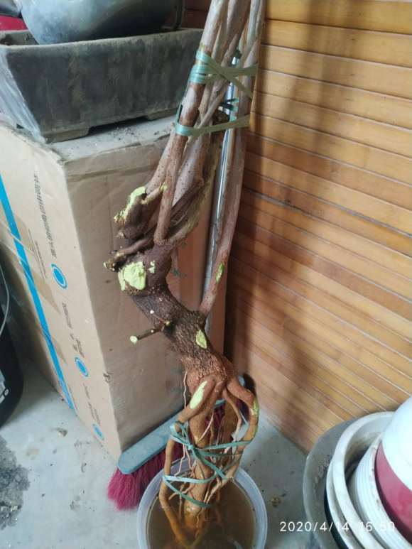 三角梅下山桩提根上盆