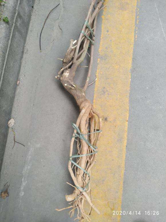 三角梅下山桩提根老桩上盆