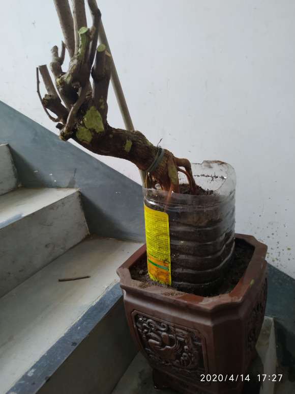 三角梅下山桩提根老桩上盆