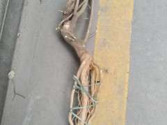 三角梅下山桩提根老桩上盆 可以吗 图片