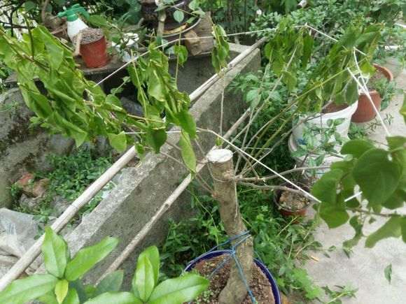 移栽的三角梅下山桩