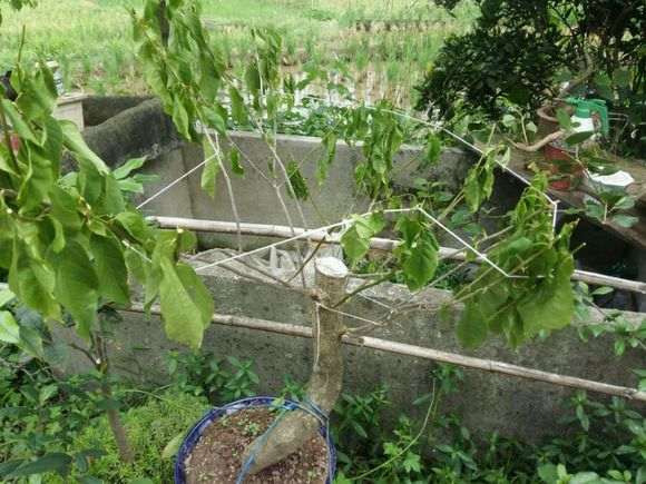 移栽的三角梅下山桩片