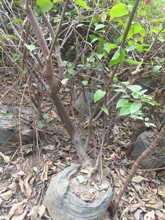 嫁接三角梅下山桩