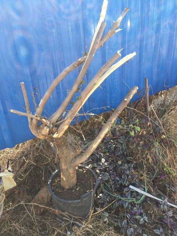 嫁接三角梅下山桩