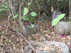 广州可以冬天嫁接三角梅下山桩吗 图片