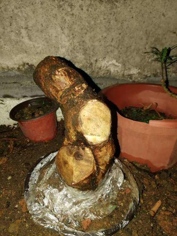 我的三角梅下山桩能活吗 有切口 图片