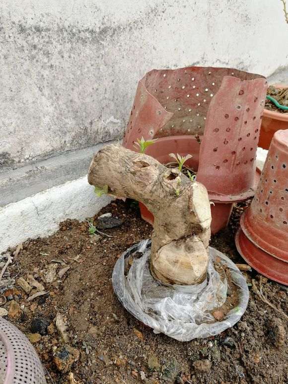 我的三角梅下山桩能活吗 有切口 图片